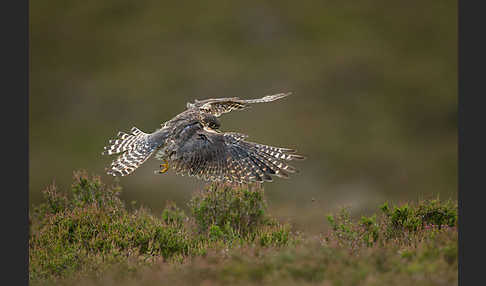 Merlin (Falco columbarius)