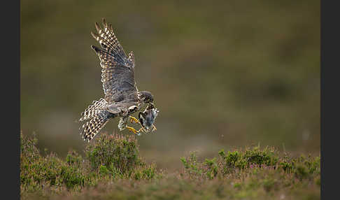 Merlin (Falco columbarius)