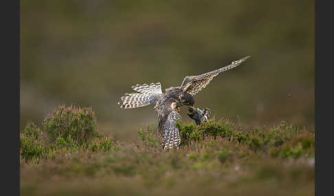 Merlin (Falco columbarius)