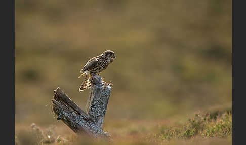 Merlin (Falco columbarius)