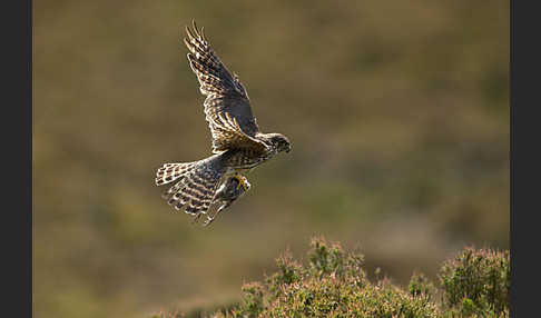 Merlin (Falco columbarius)