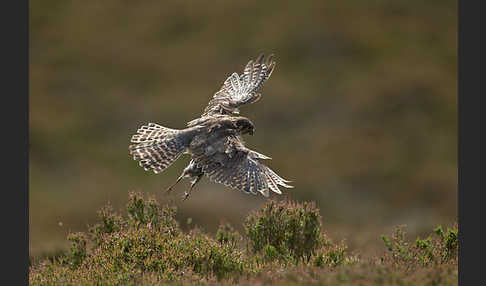 Merlin (Falco columbarius)