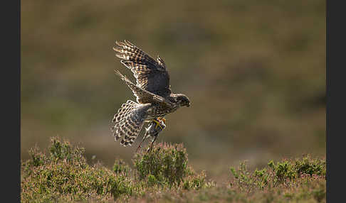 Merlin (Falco columbarius)