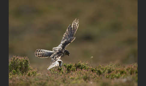 Merlin (Falco columbarius)