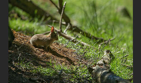 Wildkaninchen (Oryctolagus cuniculus)