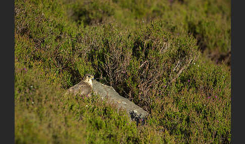 Merlin (Falco columbarius)