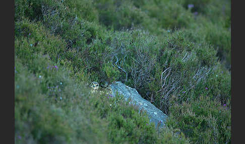 Merlin (Falco columbarius)