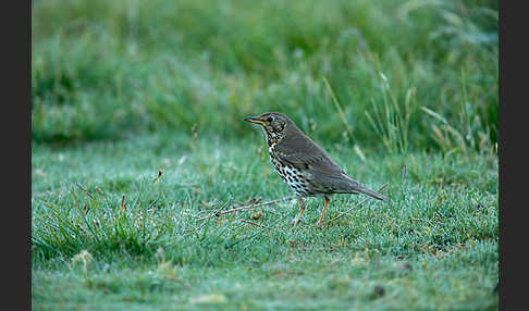 Misteldrossel (Turdus viscivorus)