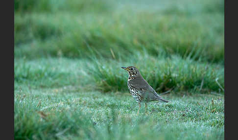 Misteldrossel (Turdus viscivorus)