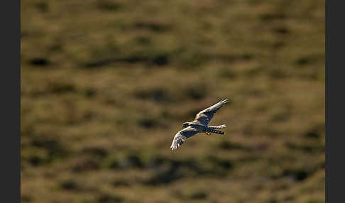 Merlin (Falco columbarius)