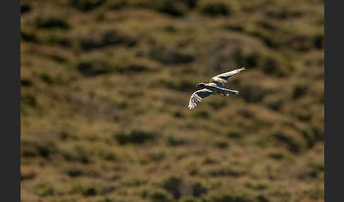 Merlin (Falco columbarius)