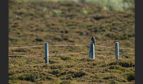 Merlin (Falco columbarius)