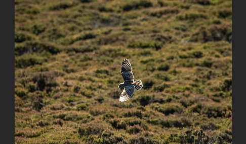 Sumpfohreule (Asio flammeus)