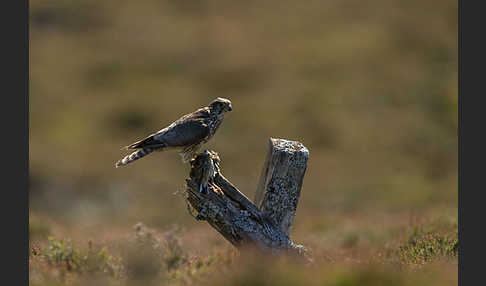 Merlin (Falco columbarius)