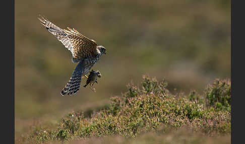 Merlin (Falco columbarius)