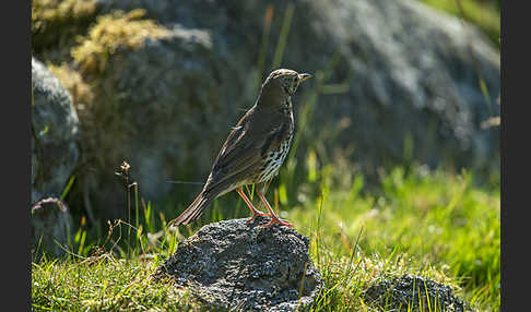 Misteldrossel (Turdus viscivorus)