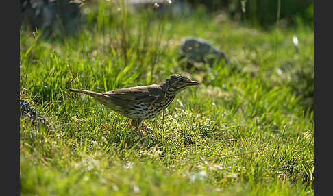 Misteldrossel (Turdus viscivorus)