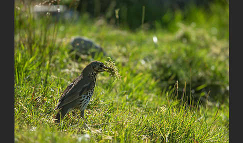 Misteldrossel (Turdus viscivorus)