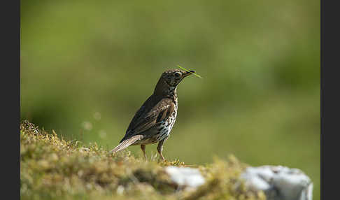 Misteldrossel (Turdus viscivorus)