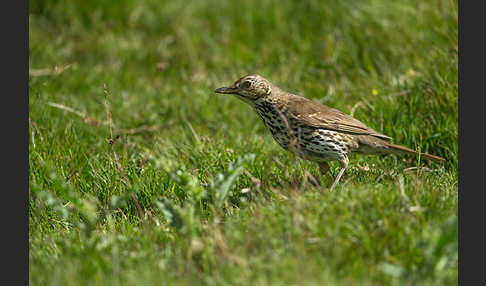 Misteldrossel (Turdus viscivorus)