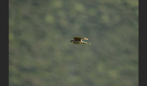 Merlin (Falco columbarius)