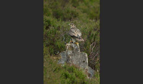 Merlin (Falco columbarius)