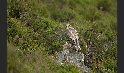 Merlin (Falco columbarius)