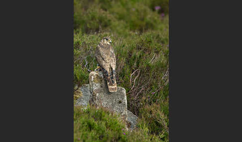 Merlin (Falco columbarius)