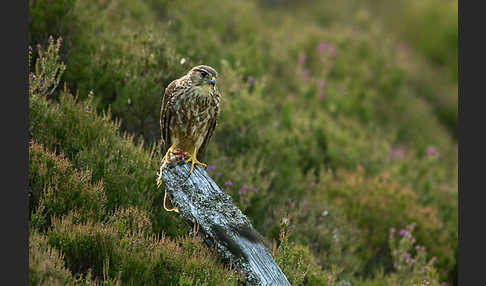 Merlin (Falco columbarius)