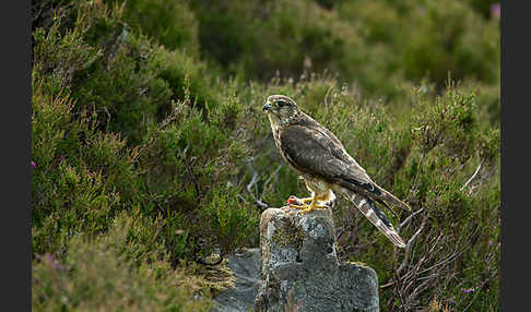 Merlin (Falco columbarius)