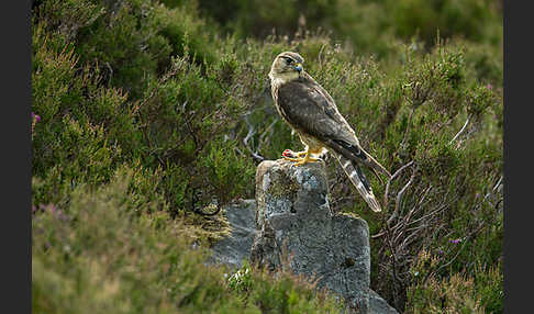 Merlin (Falco columbarius)