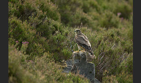 Merlin (Falco columbarius)