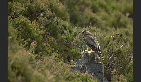 Merlin (Falco columbarius)