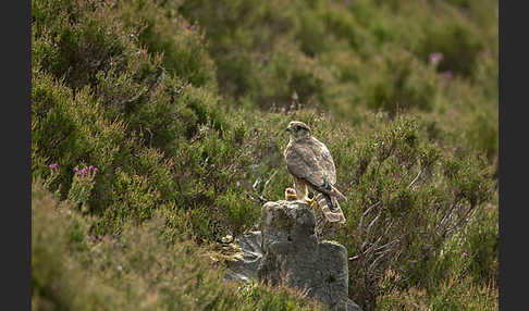 Merlin (Falco columbarius)