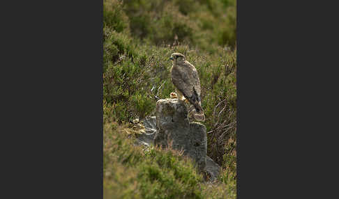 Merlin (Falco columbarius)