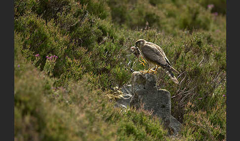 Merlin (Falco columbarius)