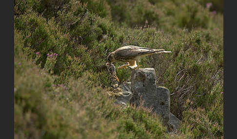 Merlin (Falco columbarius)