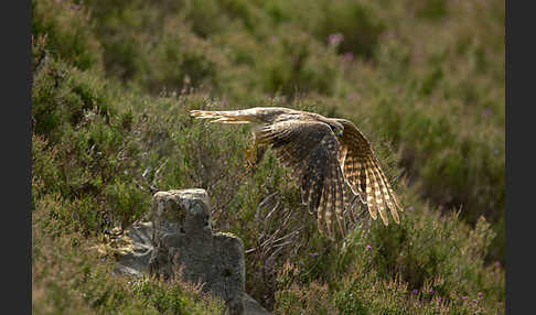 Merlin (Falco columbarius)