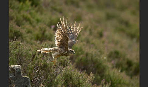 Merlin (Falco columbarius)