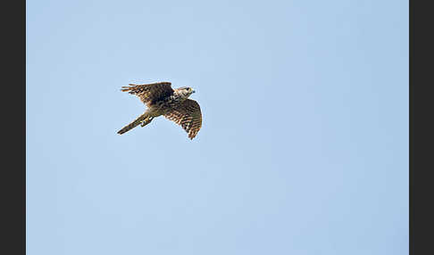 Merlin (Falco columbarius)