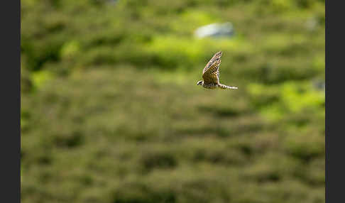 Merlin (Falco columbarius)