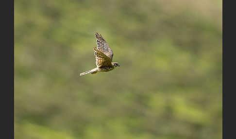 Merlin (Falco columbarius)