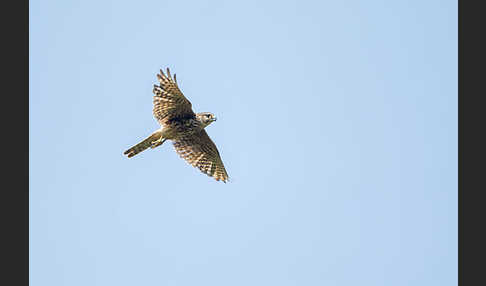 Merlin (Falco columbarius)