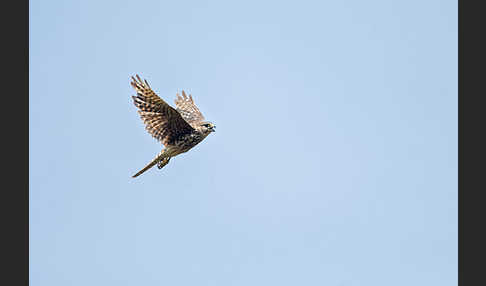 Merlin (Falco columbarius)