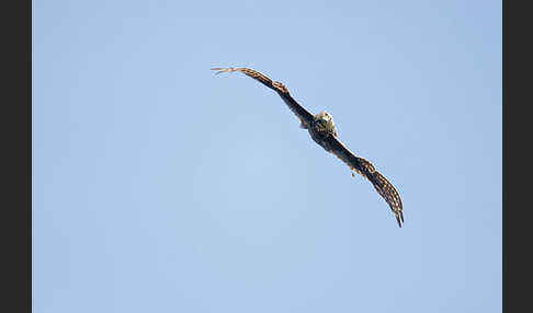 Merlin (Falco columbarius)