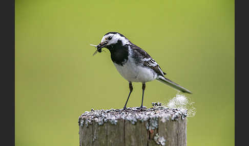 Trauerbachstelze (Motacilla yarrellii)