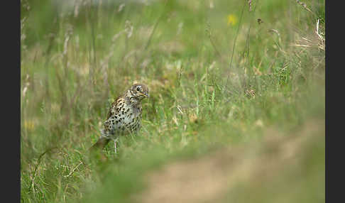 Misteldrossel (Turdus viscivorus)