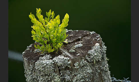 Heidelbeere (Vaccinium myrtillus)