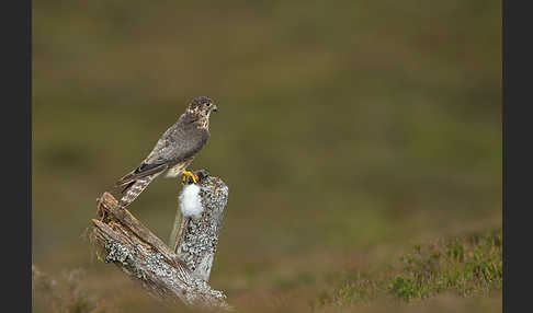 Merlin (Falco columbarius)