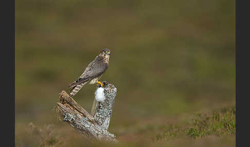 Merlin (Falco columbarius)